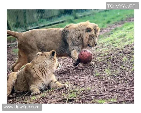 动物界的足球明星们如何在绿茵场上展现他们的独特魅力与才华